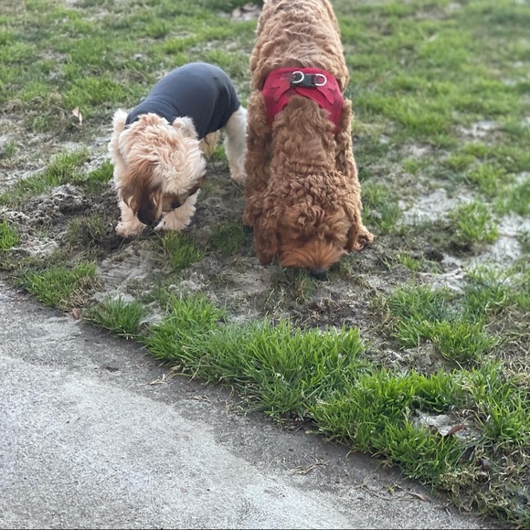 Meet your Posher, David - Picture 8 of 8